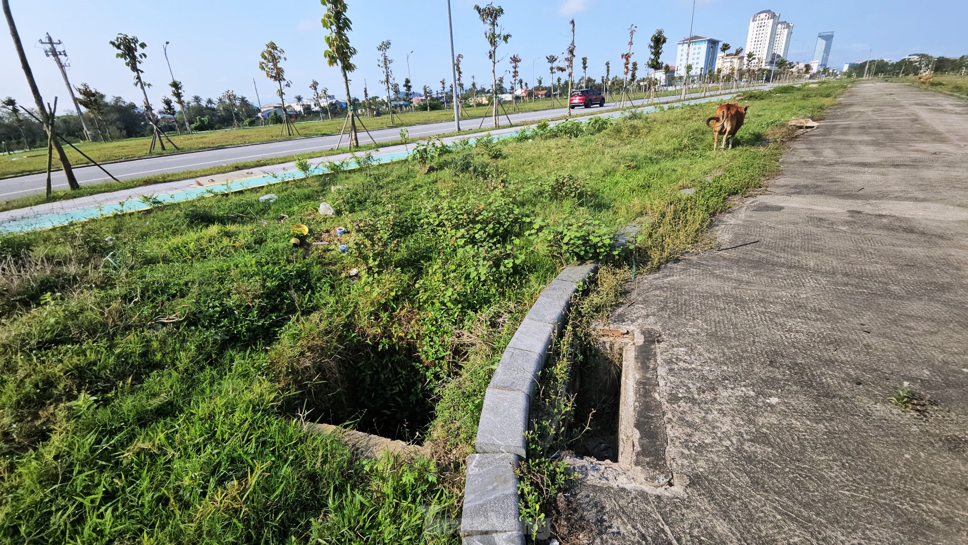 Quảng trường, công viên cây xanh 100 tỷ tại Huế nhếch nhác, thành nơi chăn thả trâu bò- Ảnh 9.