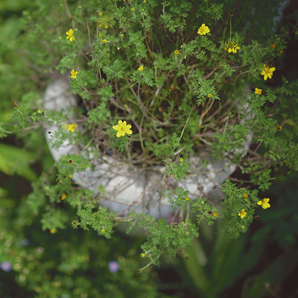 Khu vườn 44m2 của bà mẹ trung niên: Rau củ thứ nào cũng có, phong cách vintage ngọt ngào không thể chê- Ảnh 11.