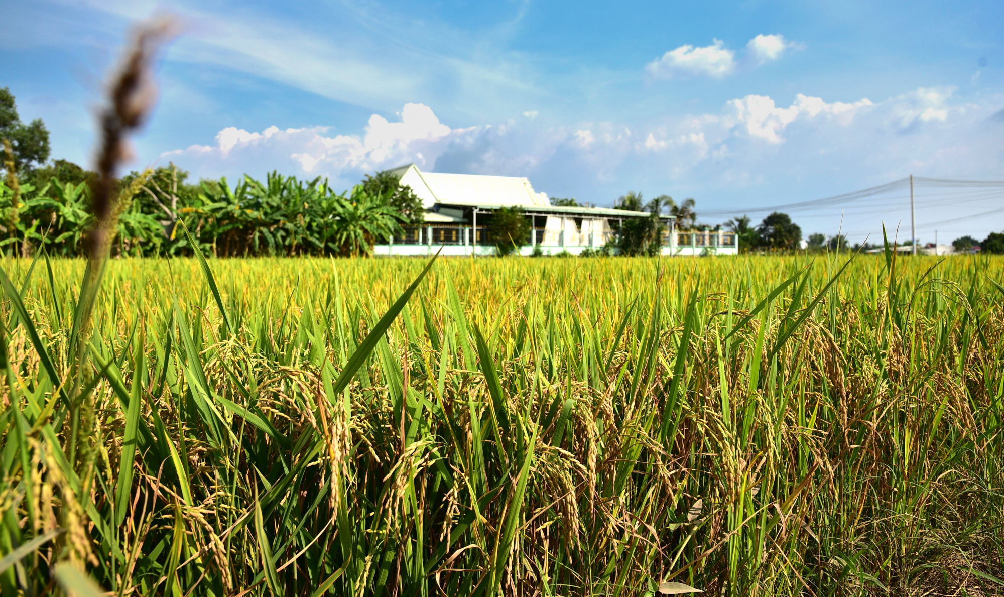 Toàn cảnh khu đất sắp được Vingroup đầu tư 3 tỷ USD, làm đại đô thị 81.000 dân ở Long An- Ảnh 8.