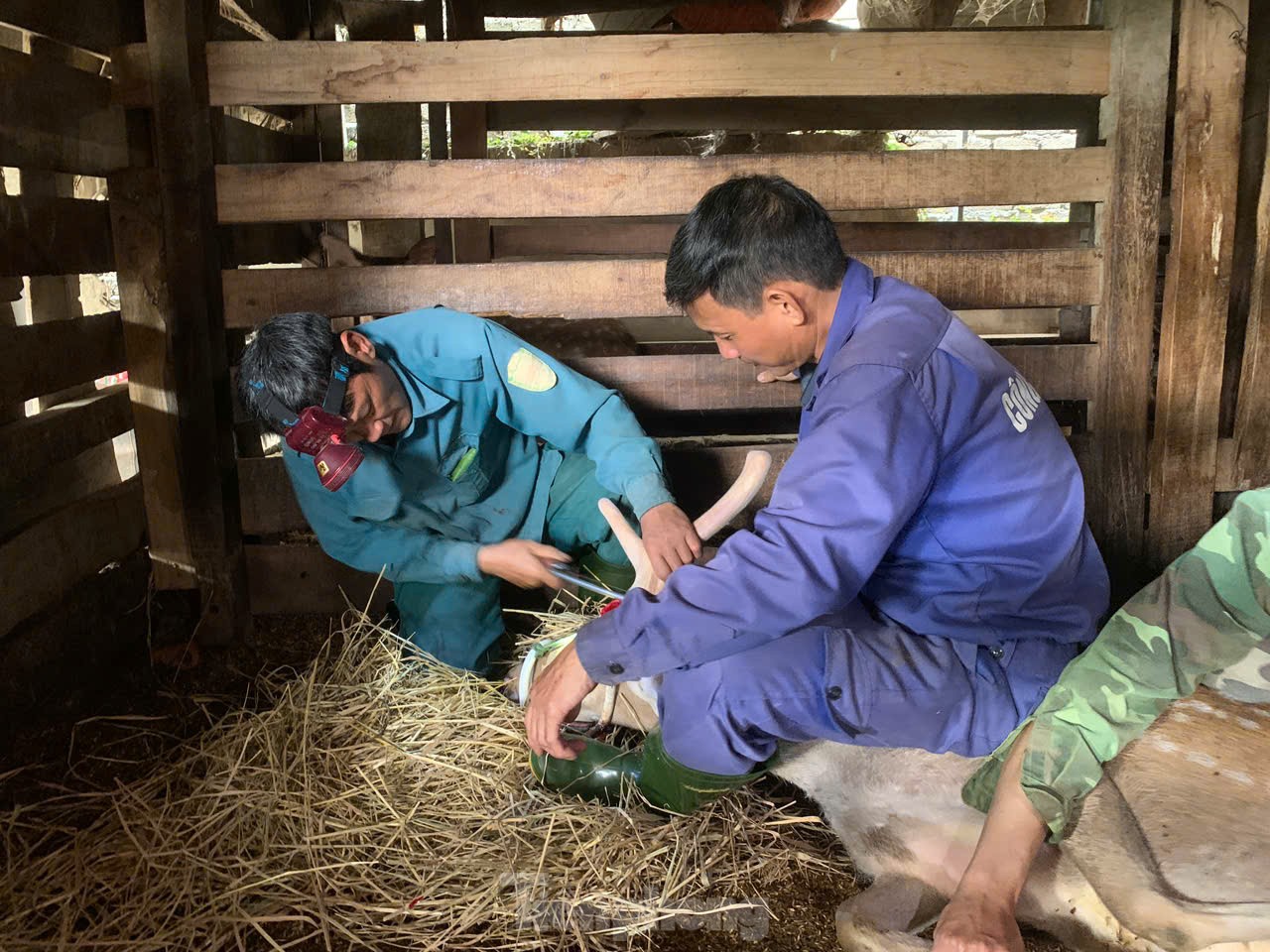 Vùng nuôi hươu nổi tiếng cả nước vào mùa thu hoạch sản vật quý hơn vàng- Ảnh 3.