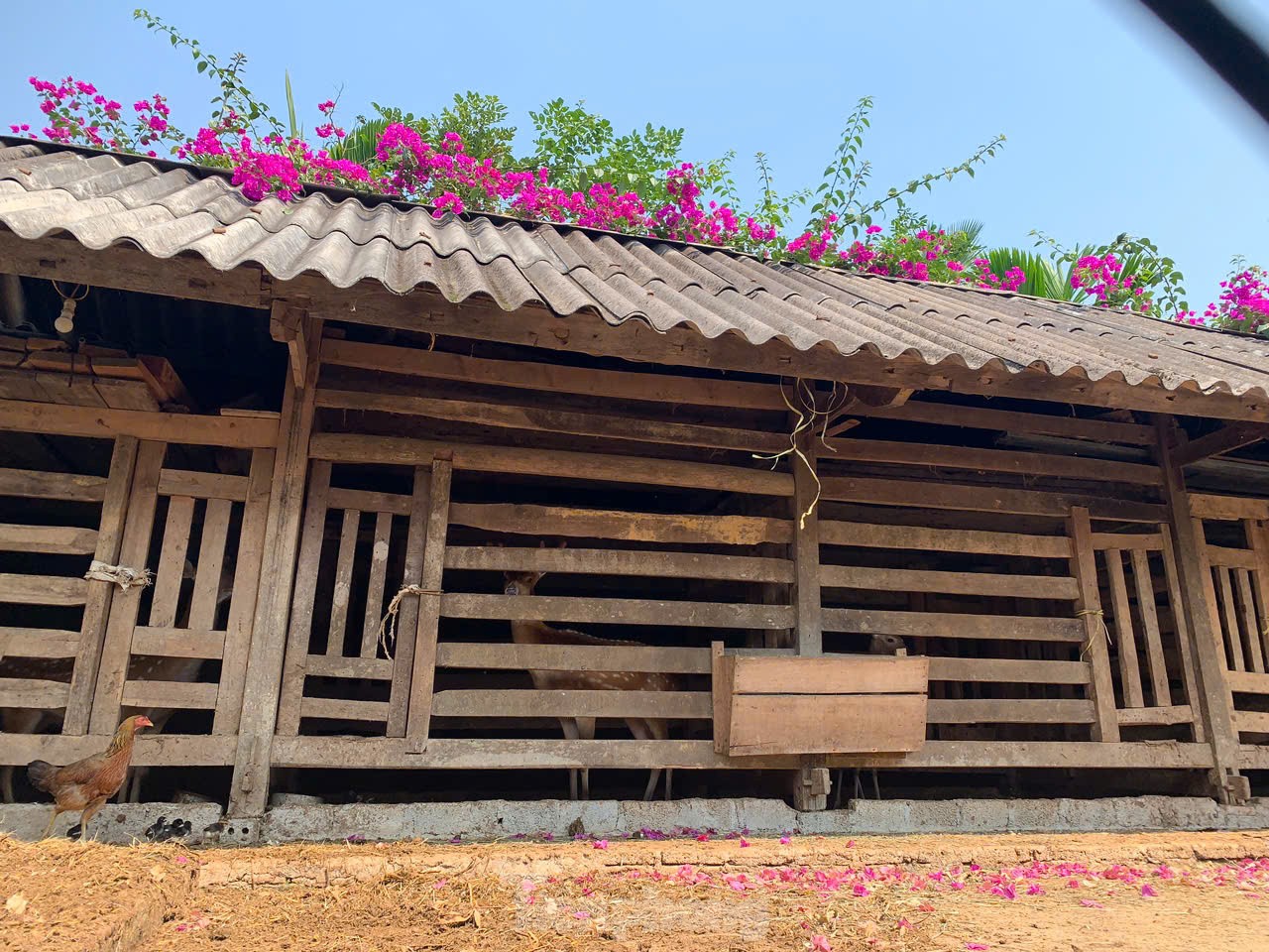 Vùng nuôi hươu nổi tiếng cả nước vào mùa thu hoạch sản vật quý hơn vàng- Ảnh 1.