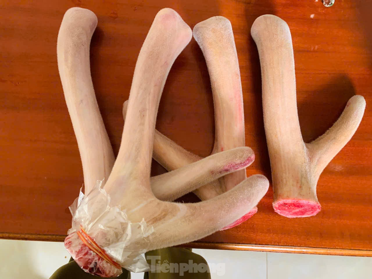 Vùng nuôi hươu nổi tiếng cả nước vào mùa thu hoạch sản vật quý hơn vàng- Ảnh 4.