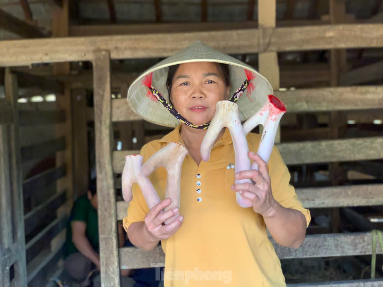 Vùng nuôi hươu nổi tiếng cả nước vào mùa thu hoạch sản vật quý hơn vàng- Ảnh 2.