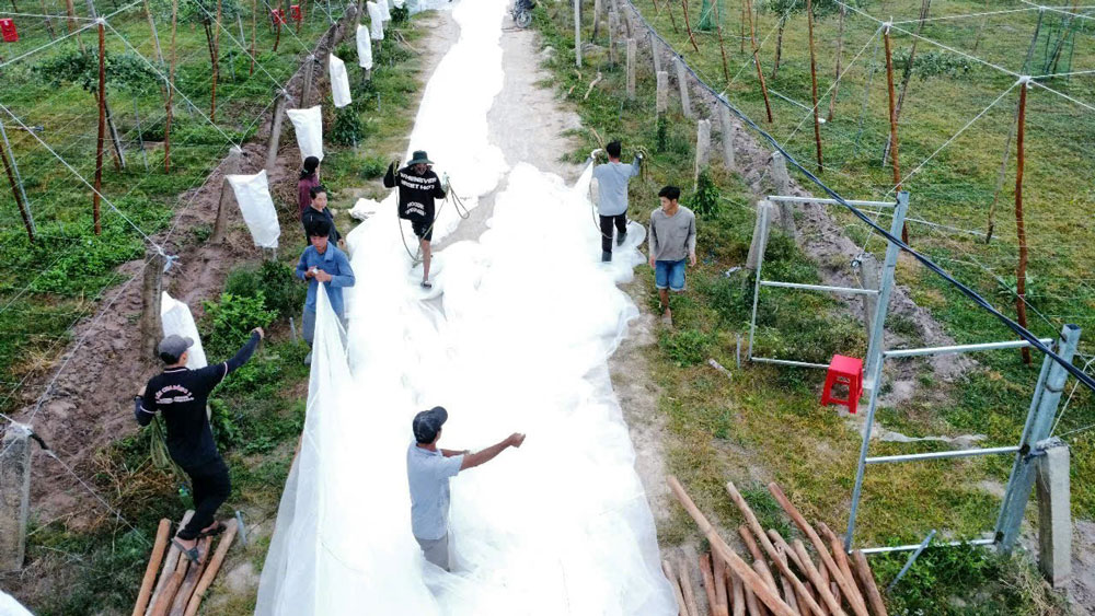 Công nhân chuẩn bị phủ mùng cho trang trại táo của anh Lê Minh Sang tại Bình Thuận. Ảnh: THANH NHÂN Công nhân chuẩn bị phủ mùng cho trang trại táo của anh Lê Minh Sang tại Bình Thuận. Ảnh: THANH NHÂN