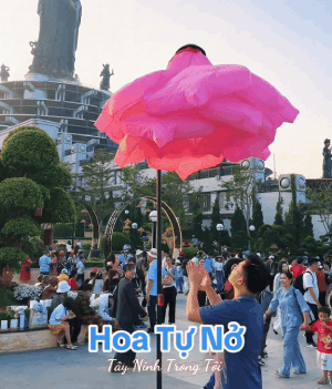 Dân tình đổ xô đi núi Bà Đen bởi sự xuất hiện 1 loài hoa độc lạ: Có người đứng cạnh liền tự bung nở to bằng cả cái mâm- Ảnh 5. Dân tình đổ xô đi núi Bà Đen bởi sự xuất hiện 1 loài hoa độc lạ: Có người đứng cạnh liền tự bung nở to bằng cả cái mâm- Ảnh 5.