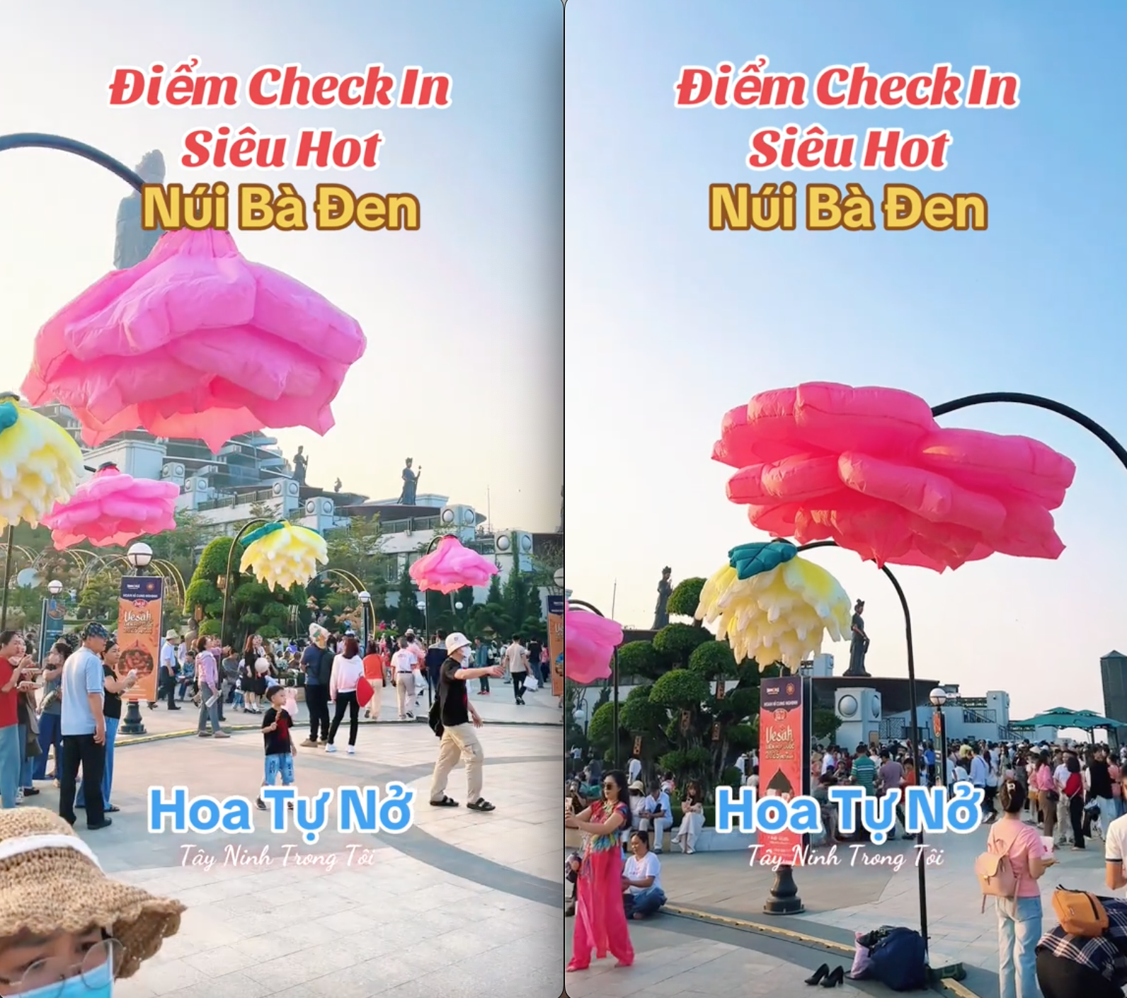 Dân tình đổ xô đi núi Bà Đen bởi sự xuất hiện 1 loài hoa độc lạ: Có người đứng cạnh liền tự bung nở to bằng cả cái mâm- Ảnh 6. Dân tình đổ xô đi núi Bà Đen bởi sự xuất hiện 1 loài hoa độc lạ: Có người đứng cạnh liền tự bung nở to bằng cả cái mâm- Ảnh 6.