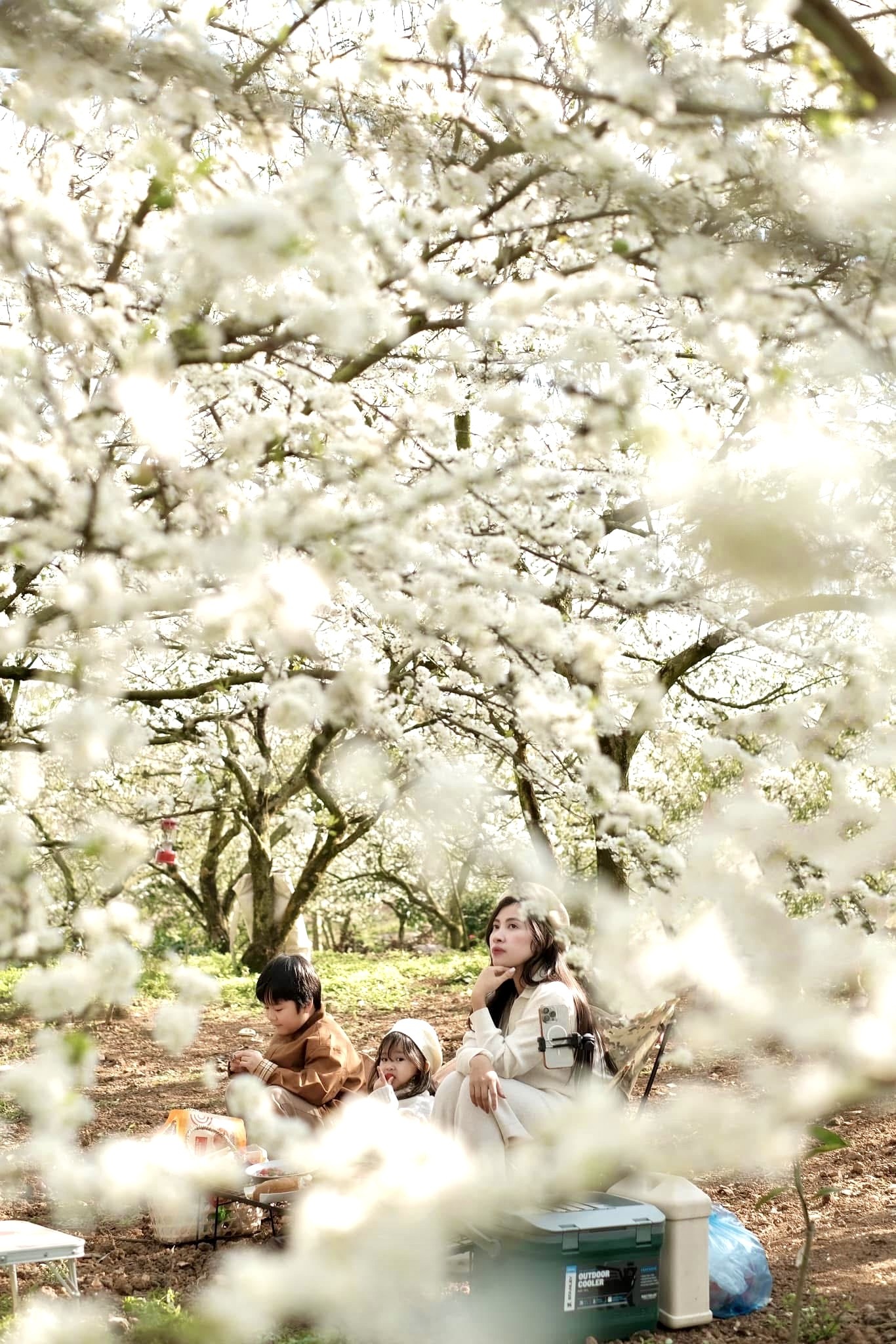 Hoa mận bung nở trắng trên cao nguyên Mộc Châu ngày đầu Xuân- Ảnh 18.