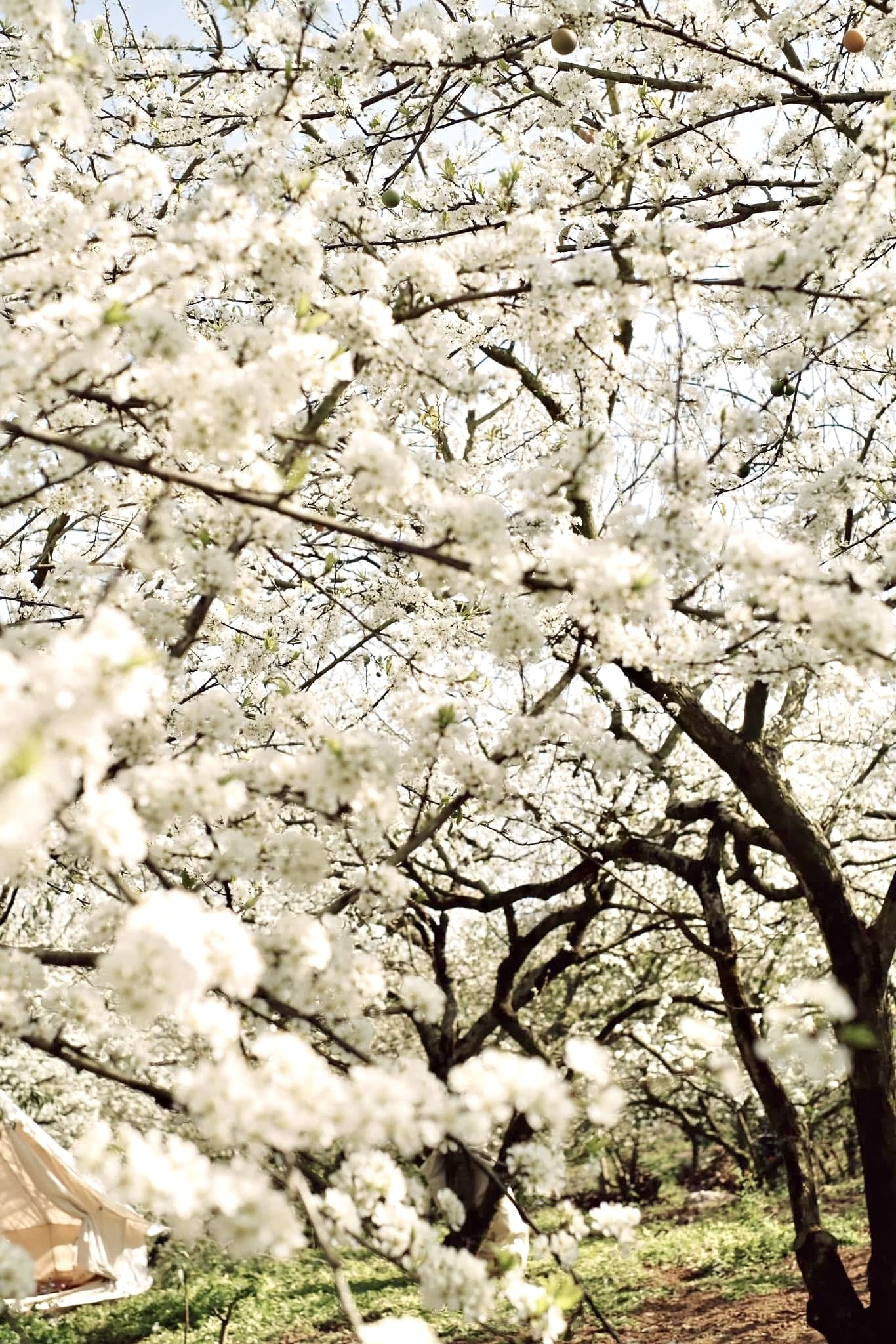 Hoa mận bung nở trắng trên cao nguyên Mộc Châu ngày đầu Xuân- Ảnh 17.