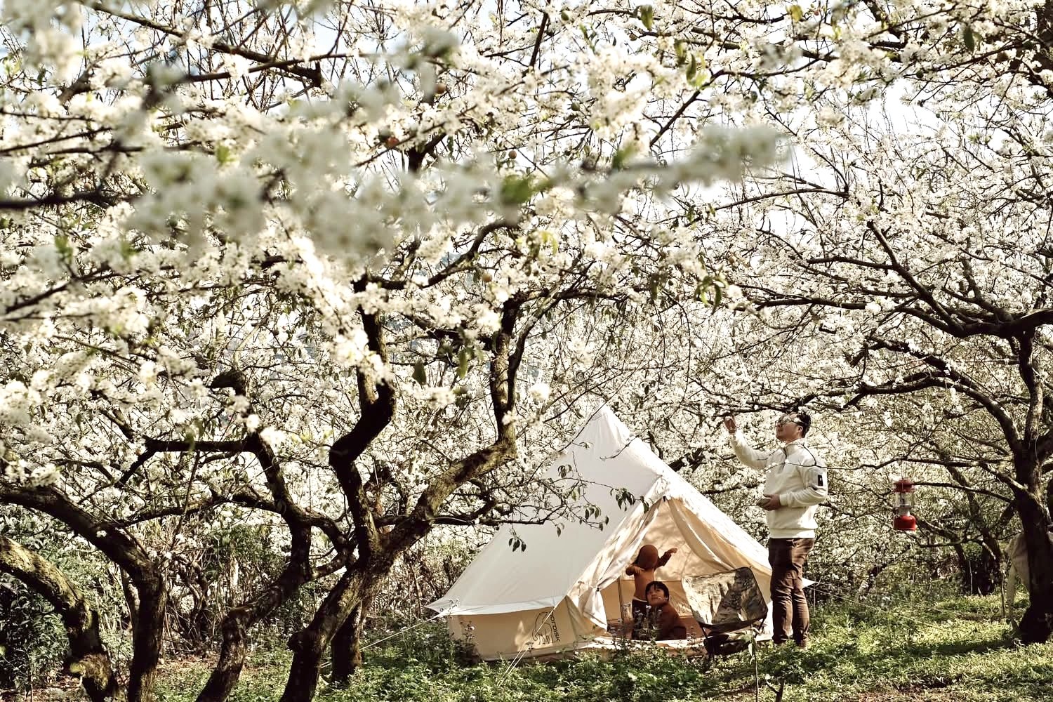 Hoa mận bung nở trắng trên cao nguyên Mộc Châu ngày đầu Xuân- Ảnh 16.