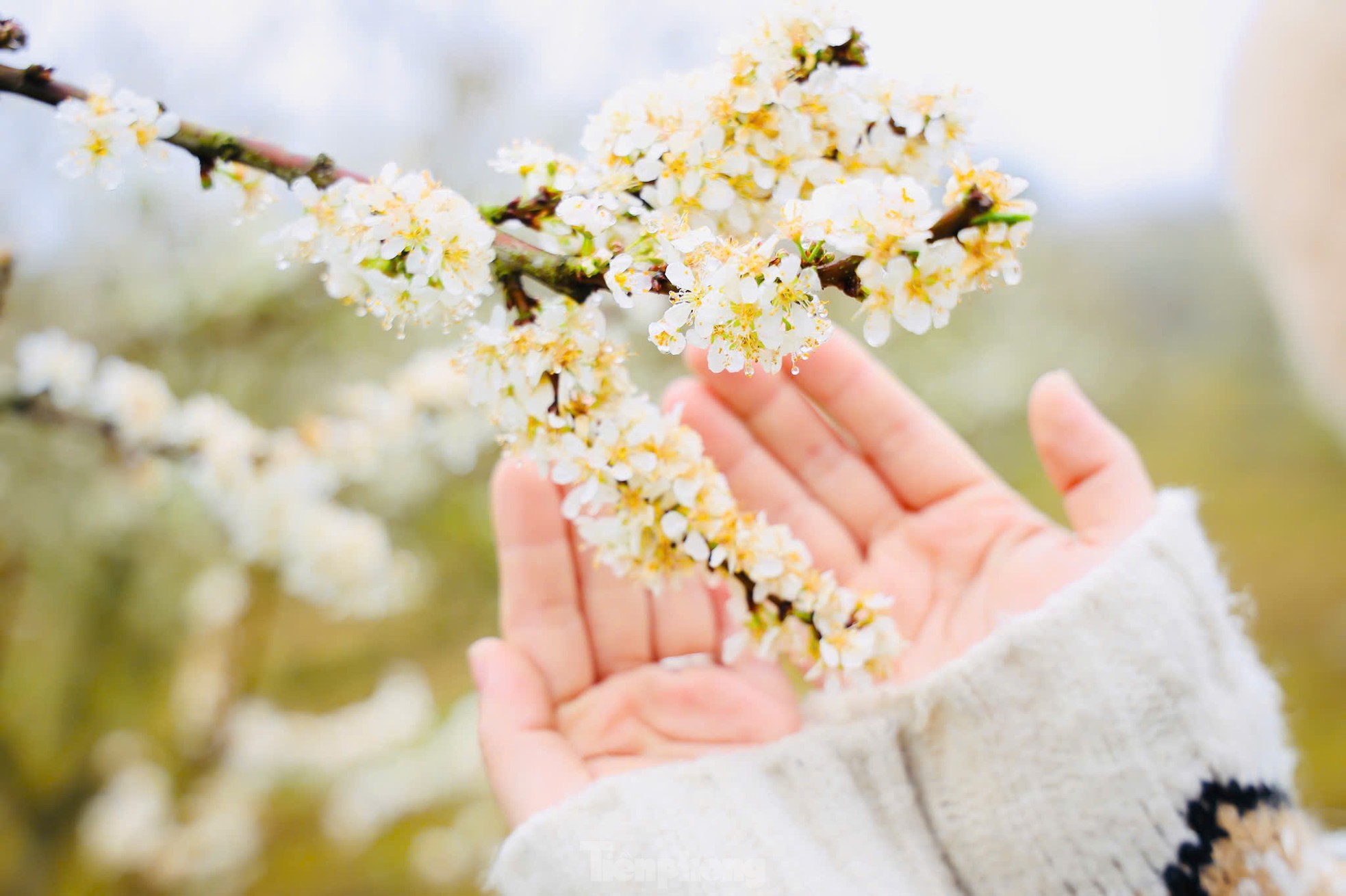 Hoa mận bung nở trắng trên cao nguyên Mộc Châu ngày đầu Xuân- Ảnh 14.