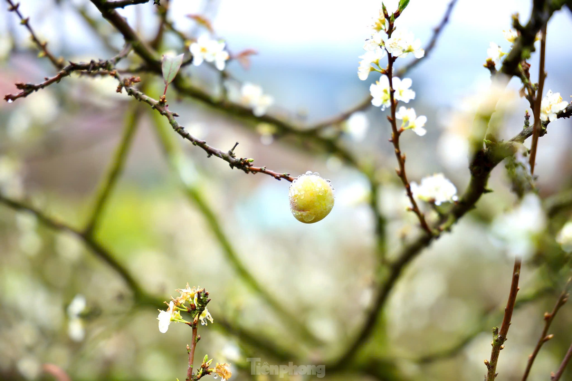 Hoa mận bung nở trắng trên cao nguyên Mộc Châu ngày đầu Xuân- Ảnh 10.