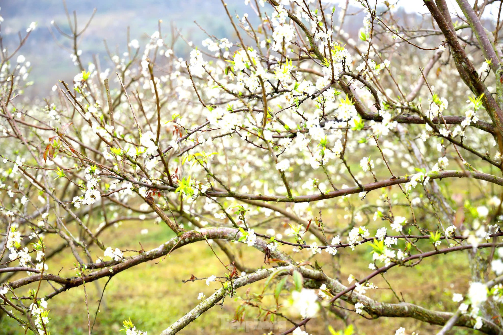 Hoa mận bung nở trắng trên cao nguyên Mộc Châu ngày đầu Xuân- Ảnh 9.