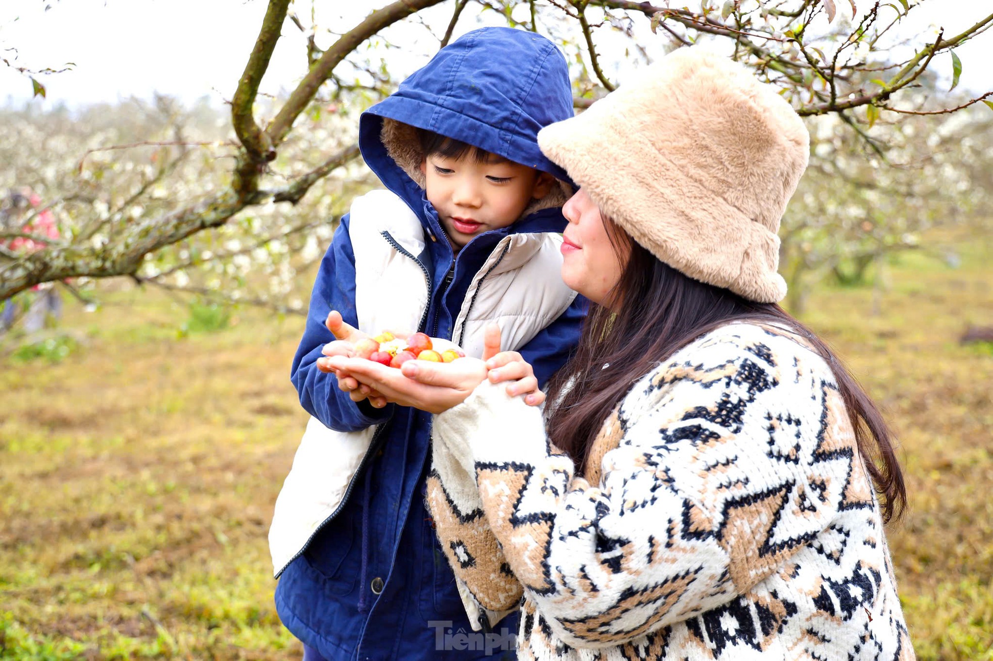 Hoa mận bung nở trắng trên cao nguyên Mộc Châu ngày đầu Xuân- Ảnh 15.