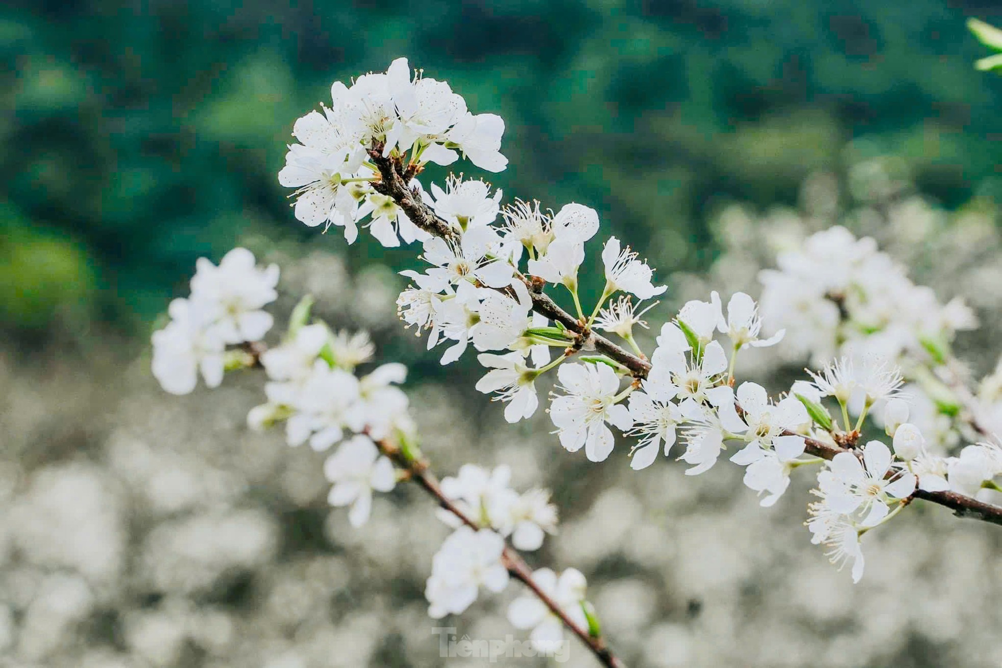 Hoa mận bung nở trắng trên cao nguyên Mộc Châu ngày đầu Xuân- Ảnh 7.
