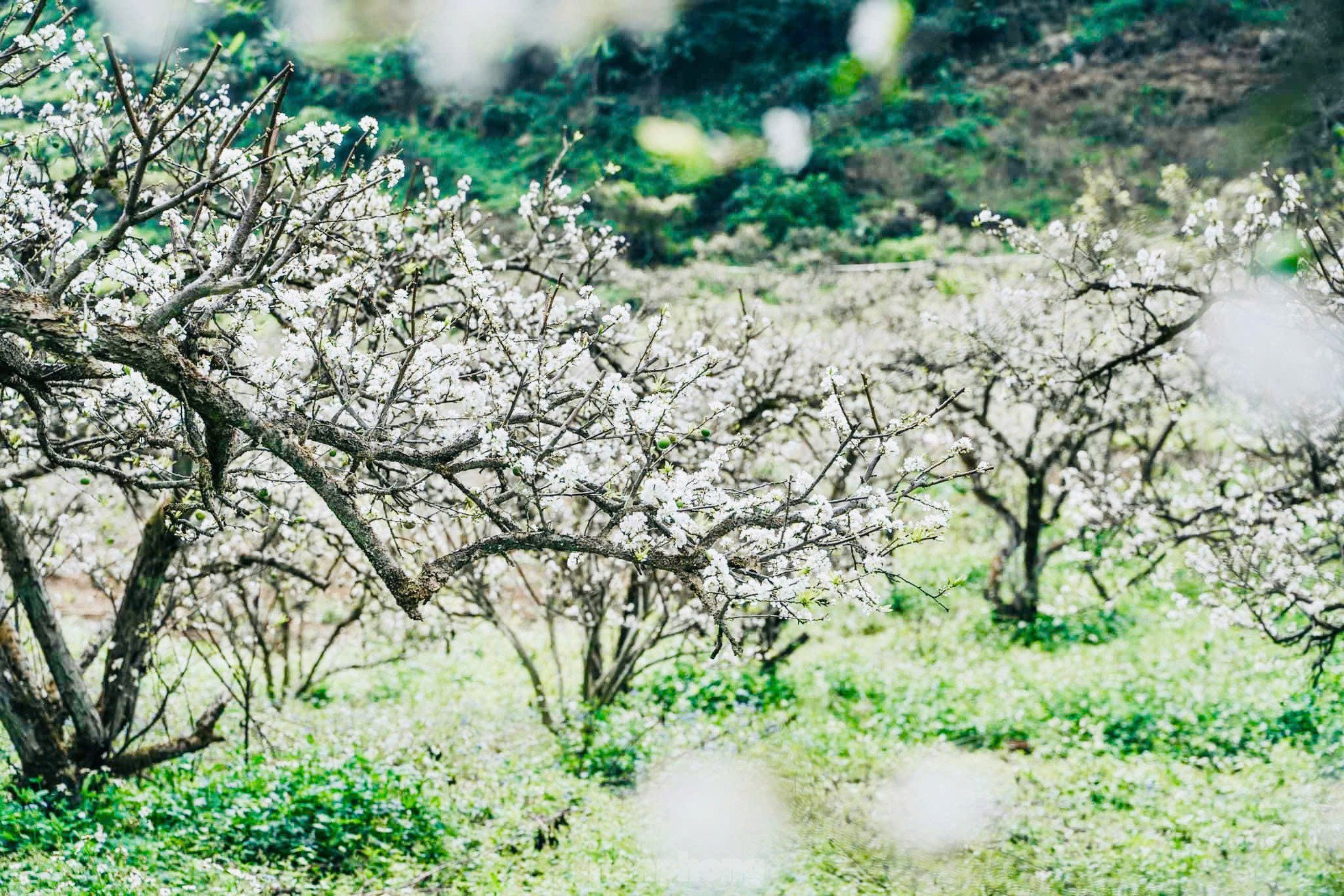 Hoa mận bung nở trắng trên cao nguyên Mộc Châu ngày đầu Xuân- Ảnh 2.