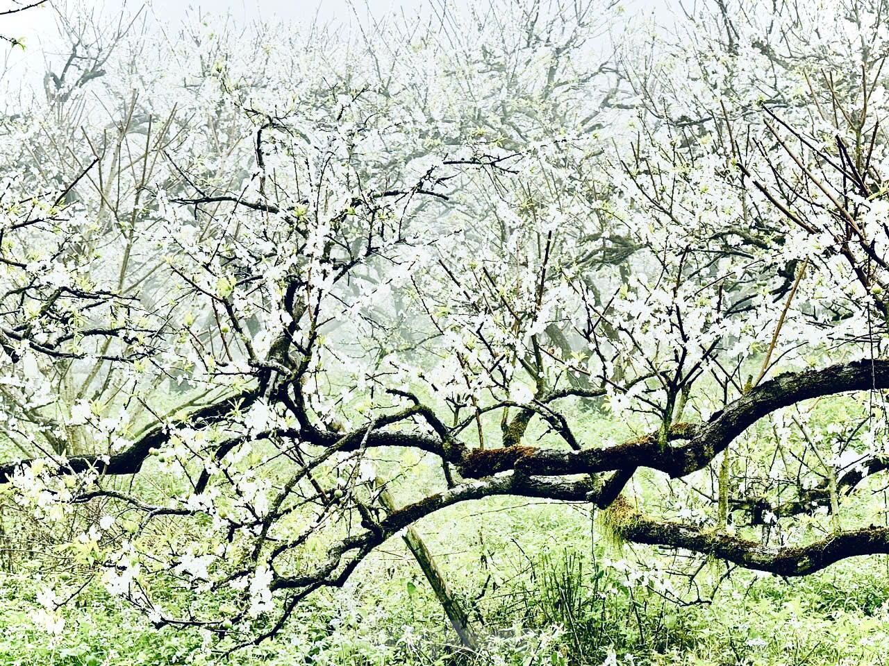 Hoa mận bung nở trắng trên cao nguyên Mộc Châu ngày đầu Xuân- Ảnh 6.