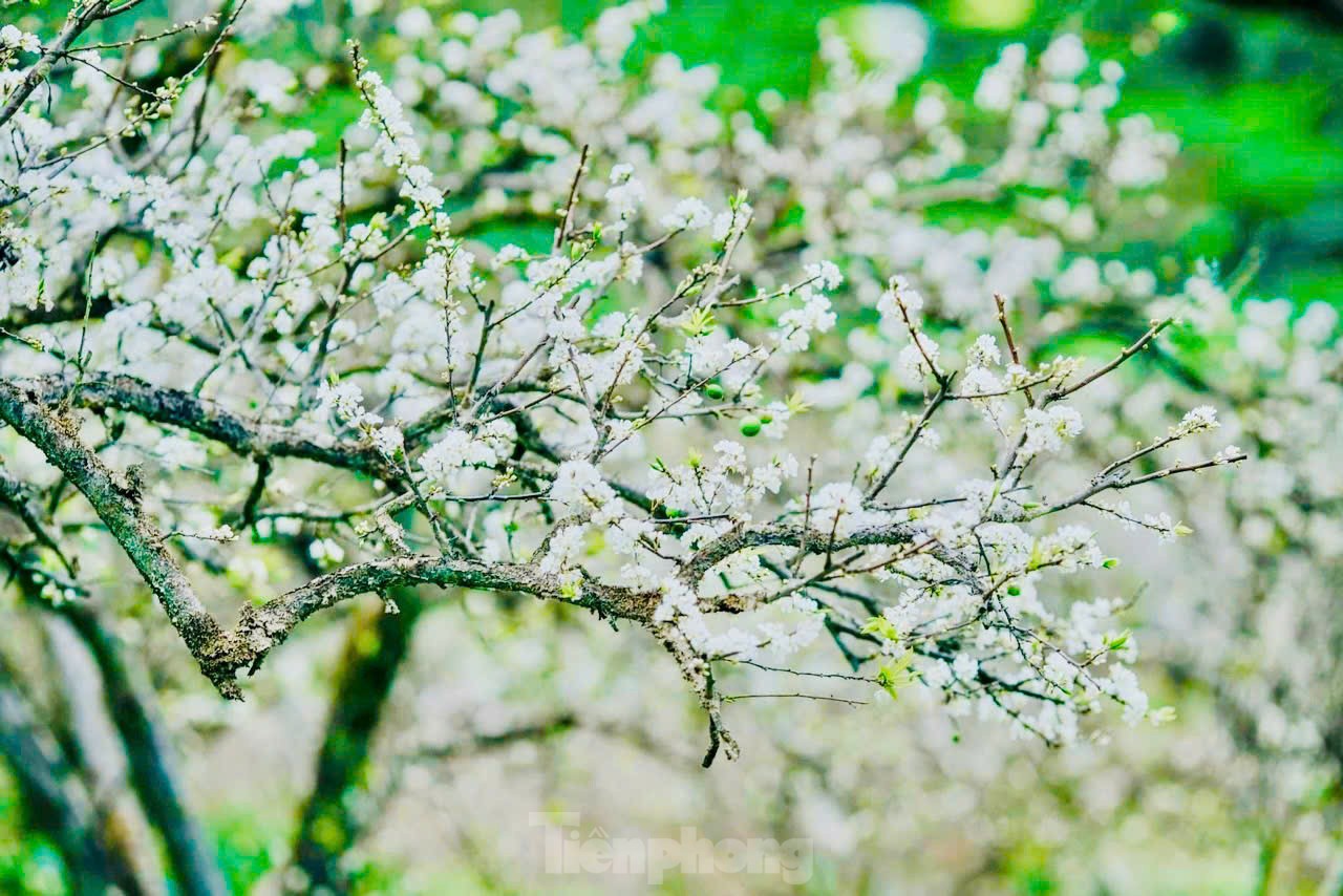 Hoa mận bung nở trắng trên cao nguyên Mộc Châu ngày đầu Xuân- Ảnh 3.