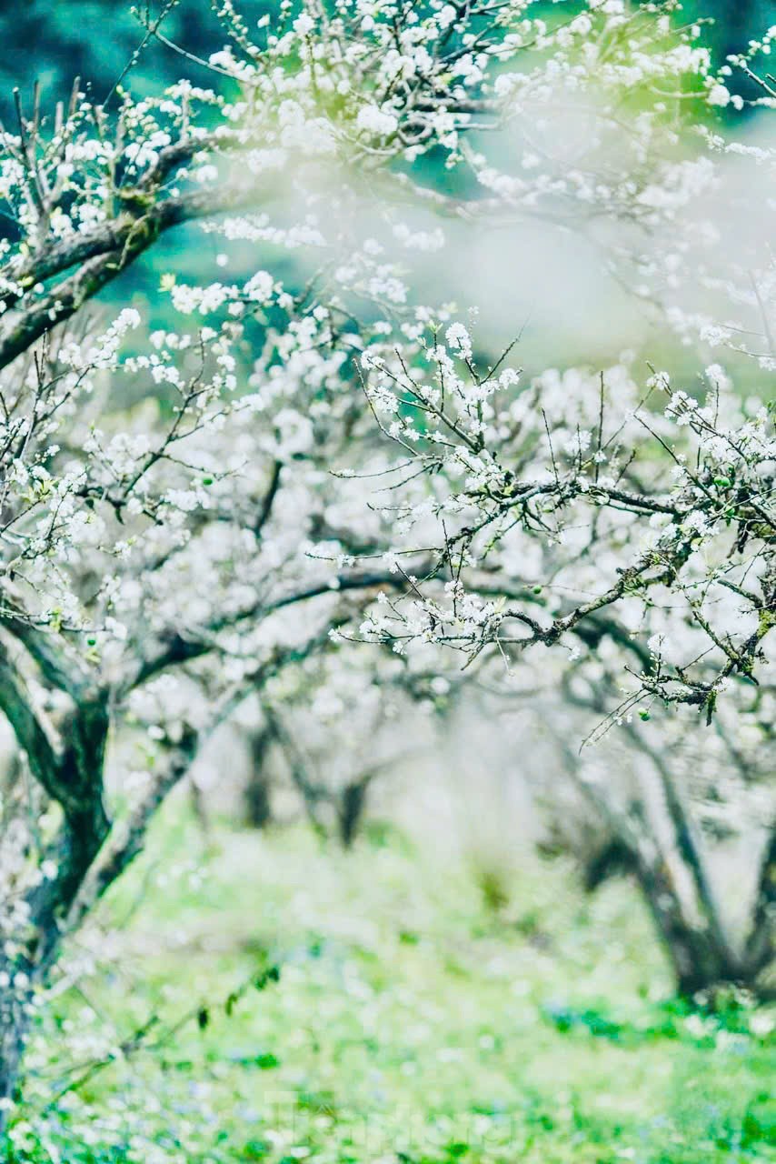 Hoa mận bung nở trắng trên cao nguyên Mộc Châu ngày đầu Xuân- Ảnh 5.