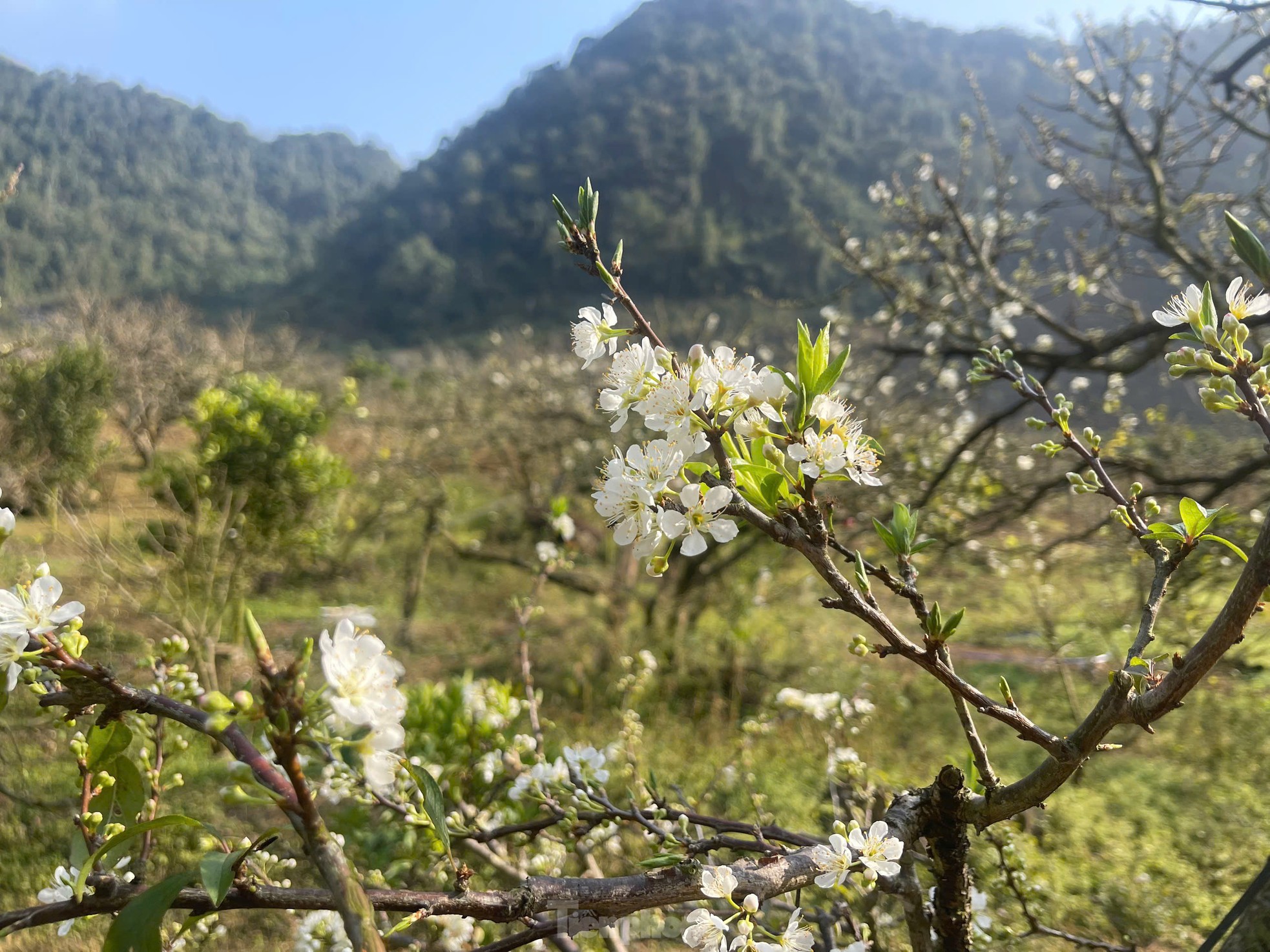 Hoa mận bung nở trắng trên cao nguyên Mộc Châu ngày đầu Xuân- Ảnh 11.