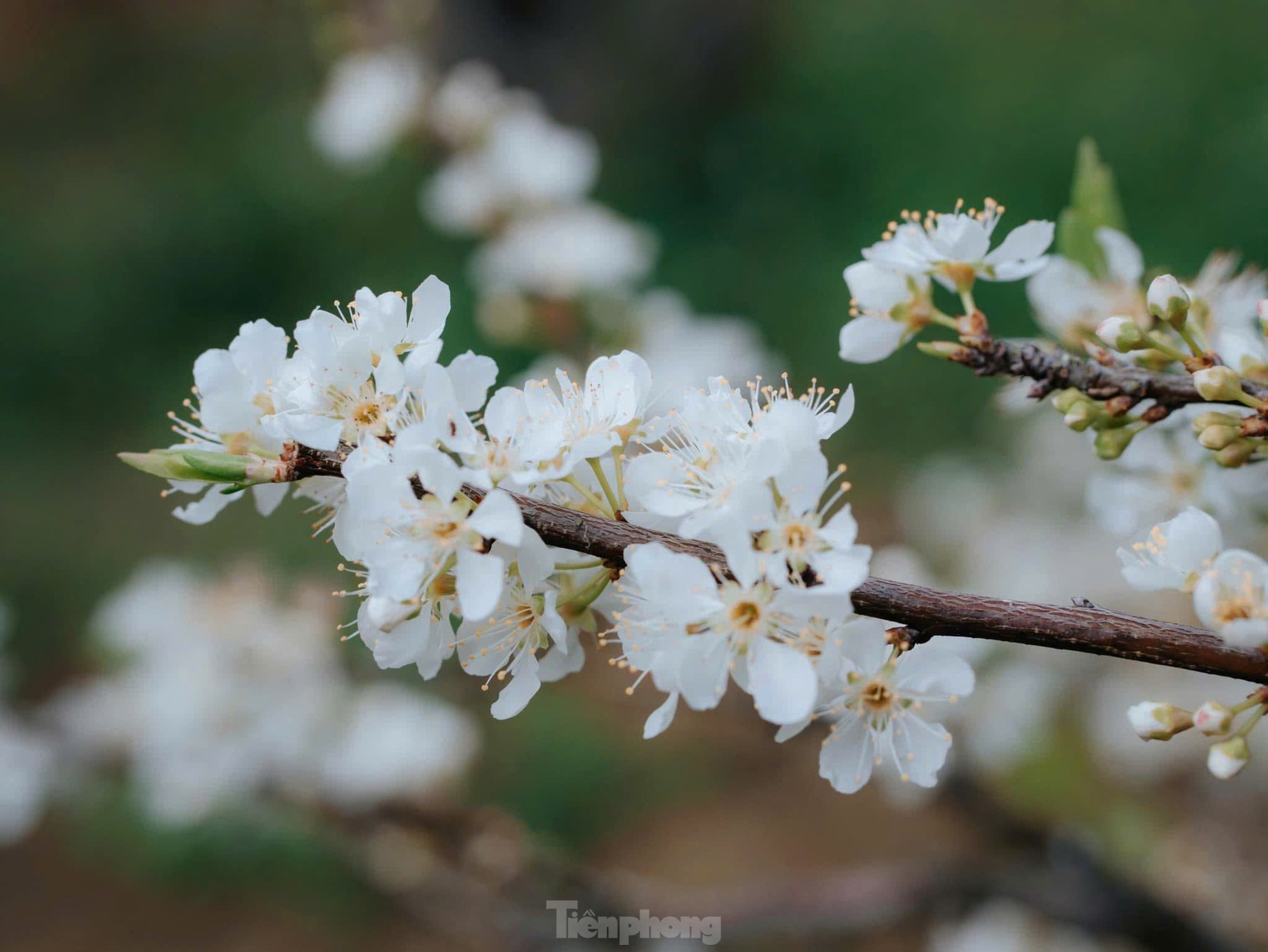 Hoa mận bung nở trắng trên cao nguyên Mộc Châu ngày đầu Xuân- Ảnh 8.