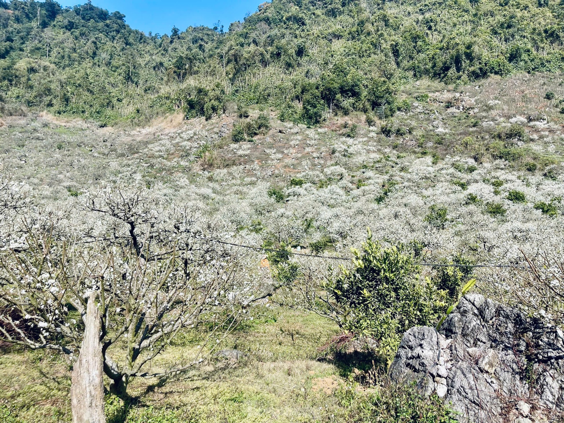 Hoa mận bung nở trắng trên cao nguyên Mộc Châu ngày đầu Xuân- Ảnh 1.