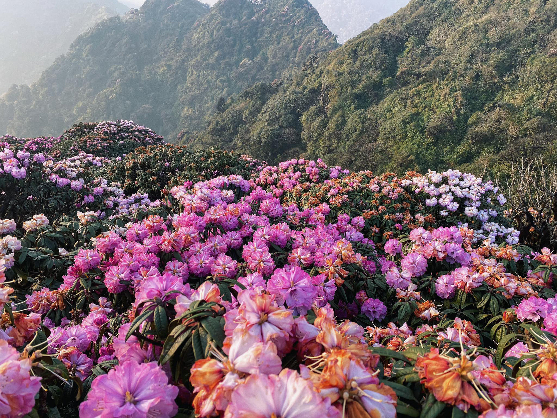 ‘Nữ hoàng Tây Bắc’ đã vào mùa nở rộ: Ở đâu, thời điểm nào, cần chuẩn bị gì để ‘săn đỗ quyên’ thành công?- Ảnh 2. ‘Nữ hoàng Tây Bắc’ đã vào mùa nở rộ: Ở đâu, thời điểm nào, cần chuẩn bị gì để ‘săn đỗ quyên’ thành công?- Ảnh 2.