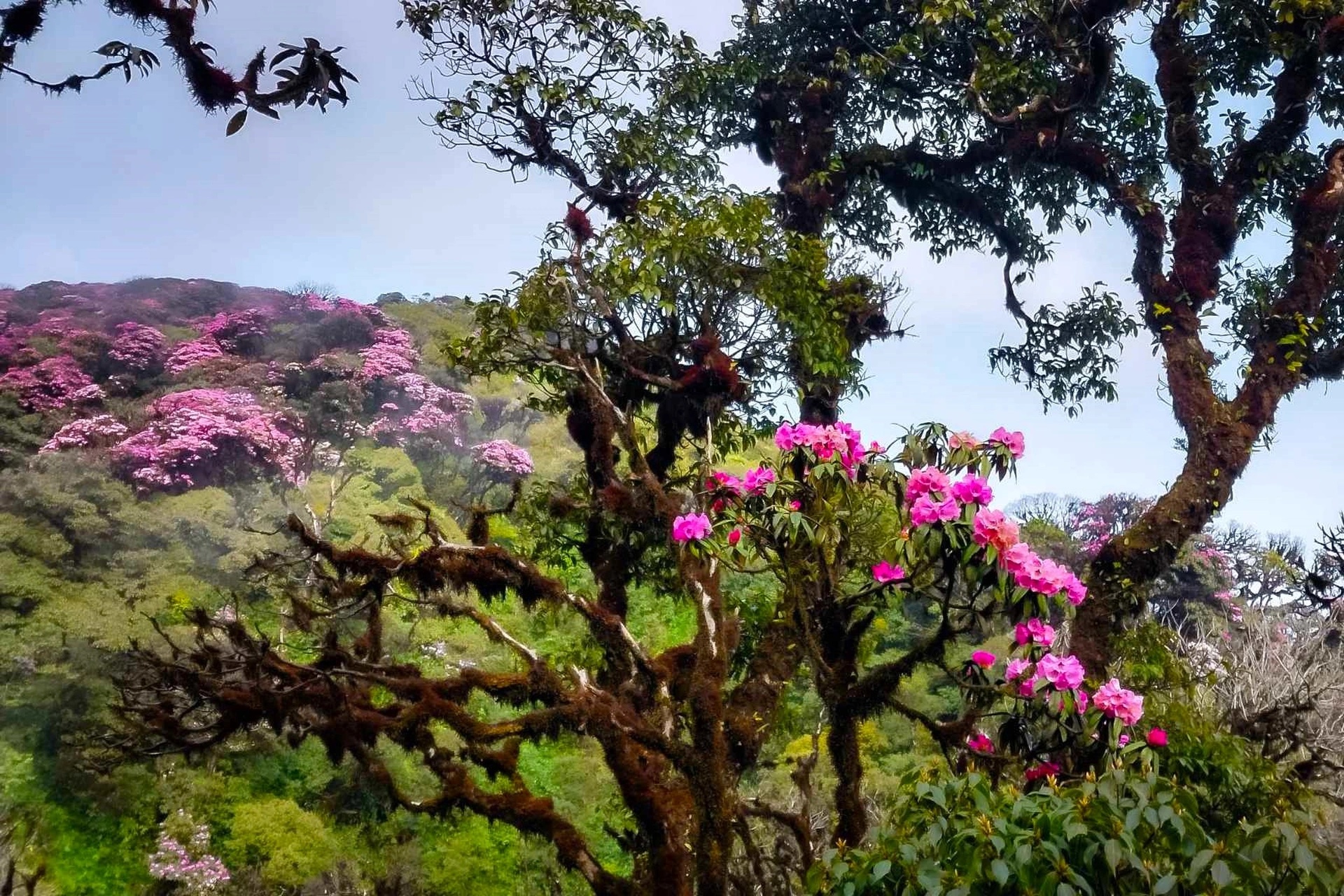 ‘Nữ hoàng Tây Bắc’ đã vào mùa nở rộ: Ở đâu, thời điểm nào, cần chuẩn bị gì để ‘săn đỗ quyên’ thành công?- Ảnh 3. ‘Nữ hoàng Tây Bắc’ đã vào mùa nở rộ: Ở đâu, thời điểm nào, cần chuẩn bị gì để ‘săn đỗ quyên’ thành công?- Ảnh 3.