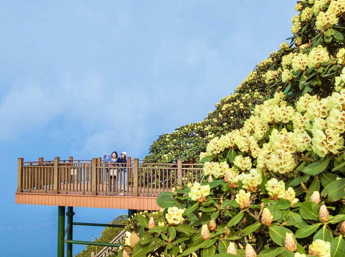 ‘Nữ hoàng Tây Bắc’ đã vào mùa nở rộ: Ở đâu, thời điểm nào, cần chuẩn bị gì để ‘săn đỗ quyên’ thành công?- Ảnh 5. ‘Nữ hoàng Tây Bắc’ đã vào mùa nở rộ: Ở đâu, thời điểm nào, cần chuẩn bị gì để ‘săn đỗ quyên’ thành công?- Ảnh 5.