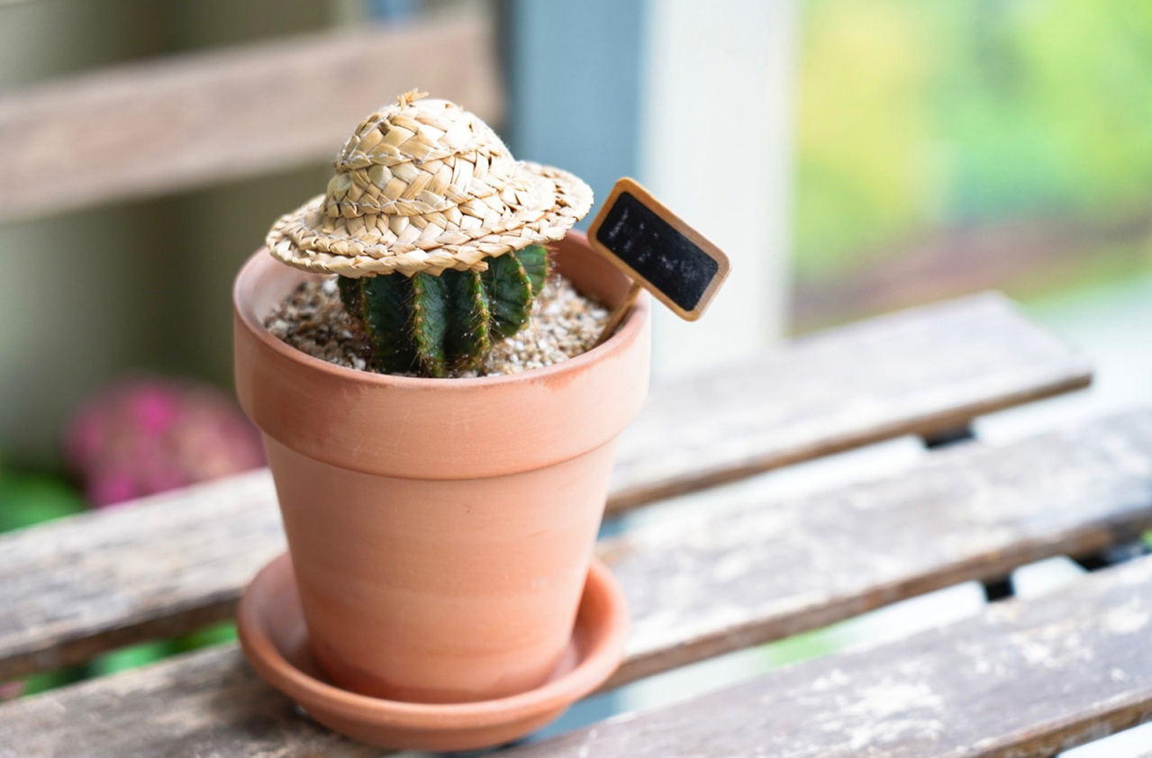 Sau khi cải tạo ban công 5m² thành khu vườn thư giãn, tôi hạnh phúc đến mức không muốn rời nhà đi đâu nữa!- Ảnh 10. Sau khi cải tạo ban công 5m² thành khu vườn thư giãn, tôi hạnh phúc đến mức không muốn rời nhà đi đâu nữa!- Ảnh 10.