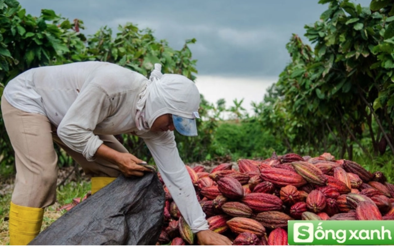 Loại "vàng nâu" của Việt Nam lọt tốp hương vị ngon nhất thế giới: Vươn tới giấc mơ "thủ phủ" châu Á- Ảnh 1.