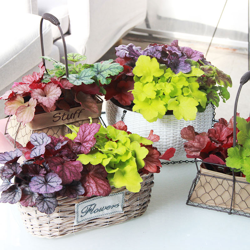 Sau khi cải tạo ban công 5m² thành khu vườn thư giãn, tôi hạnh phúc đến mức không muốn rời nhà đi đâu nữa!- Ảnh 8. Sau khi cải tạo ban công 5m² thành khu vườn thư giãn, tôi hạnh phúc đến mức không muốn rời nhà đi đâu nữa!- Ảnh 8.