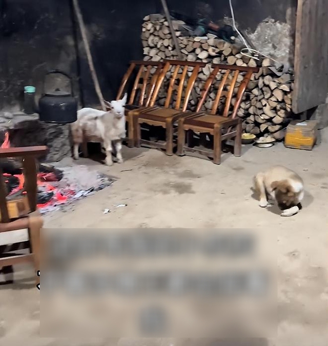 Người đàn ông 35 tuổi bỏ phố lên núi sống 1 mình, nhìn cảnh tượng, mọi người bật thốt: “Anh đã chịu đựng những gì ở thành phố vậy?”- Ảnh 4. Người đàn ông 35 tuổi bỏ phố lên núi sống 1 mình, nhìn cảnh tượng, mọi người bật thốt: “Anh đã chịu đựng những gì ở thành phố vậy?”- Ảnh 4.