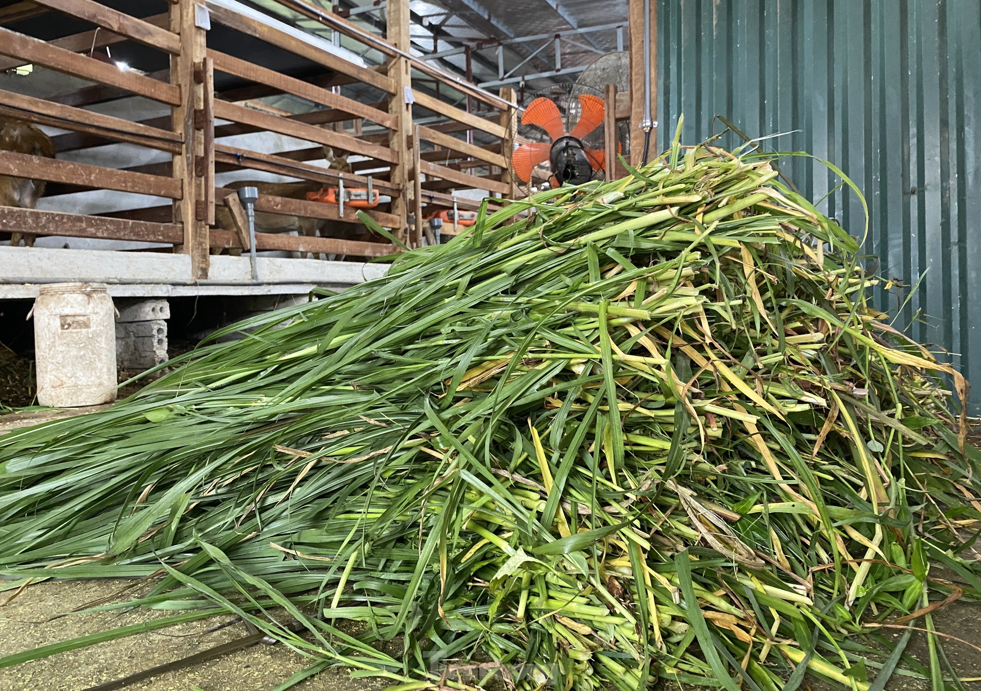 Thu tiền tỷ nhờ nghề nuôi con 'thần dược'- Ảnh 19.