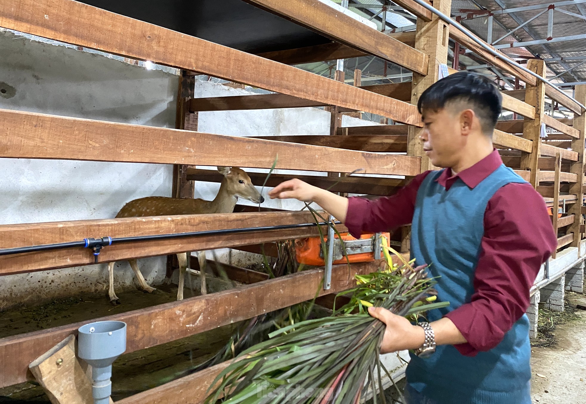 Thu tiền tỷ nhờ nghề nuôi con 'thần dược'- Ảnh 11.