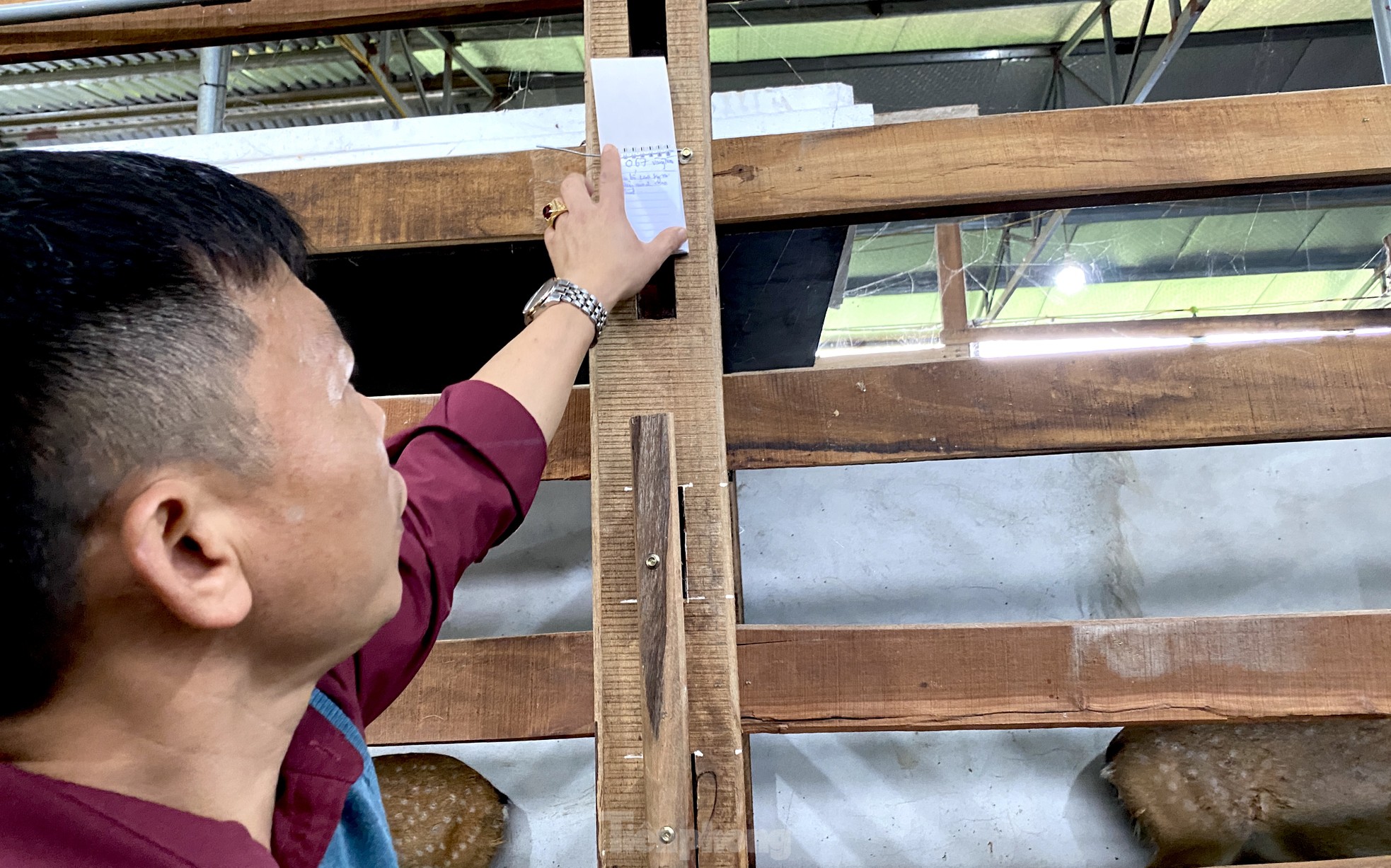 Thu tiền tỷ nhờ nghề nuôi con 'thần dược'- Ảnh 17.