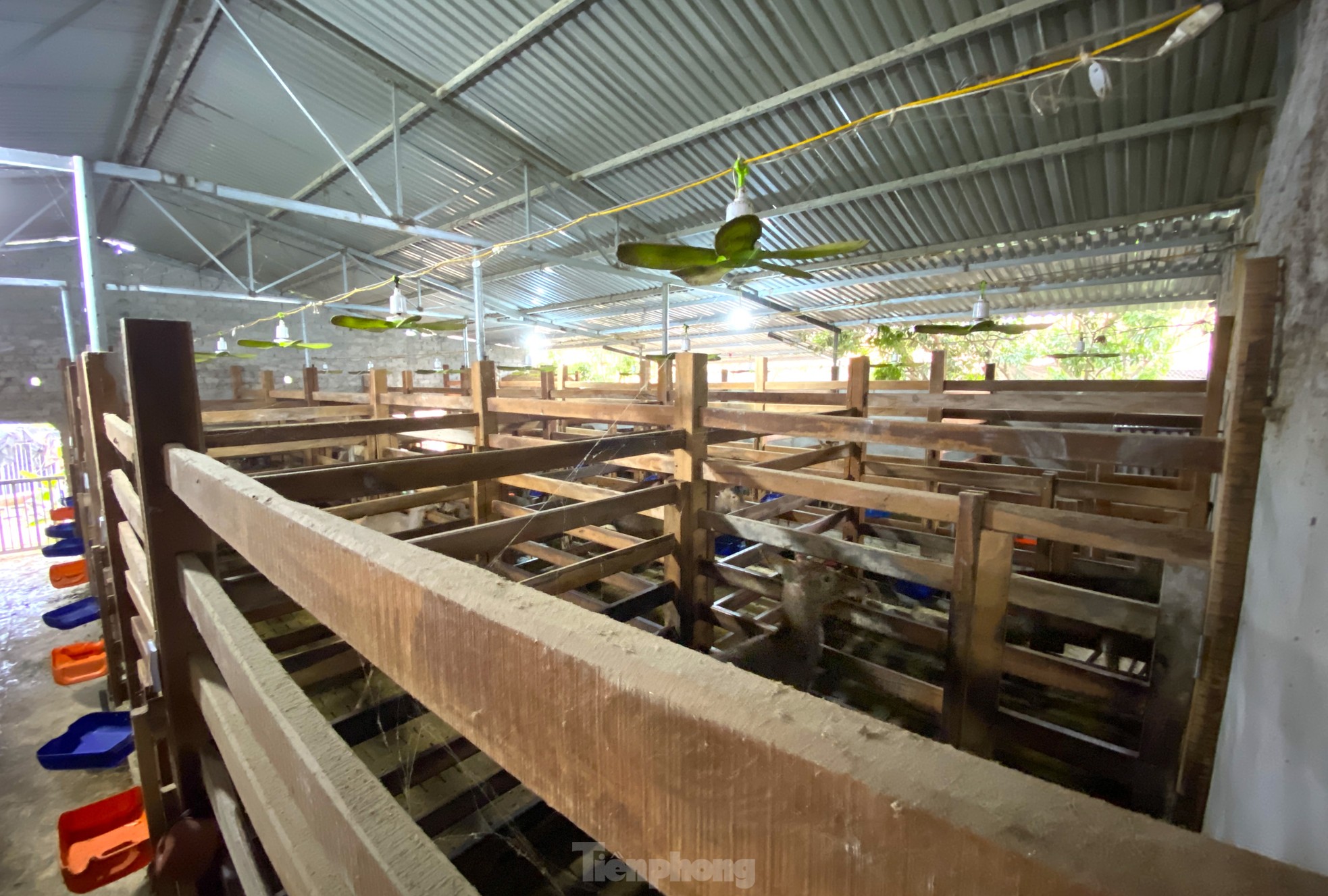 Thu tiền tỷ nhờ nghề nuôi con 'thần dược'- Ảnh 13.