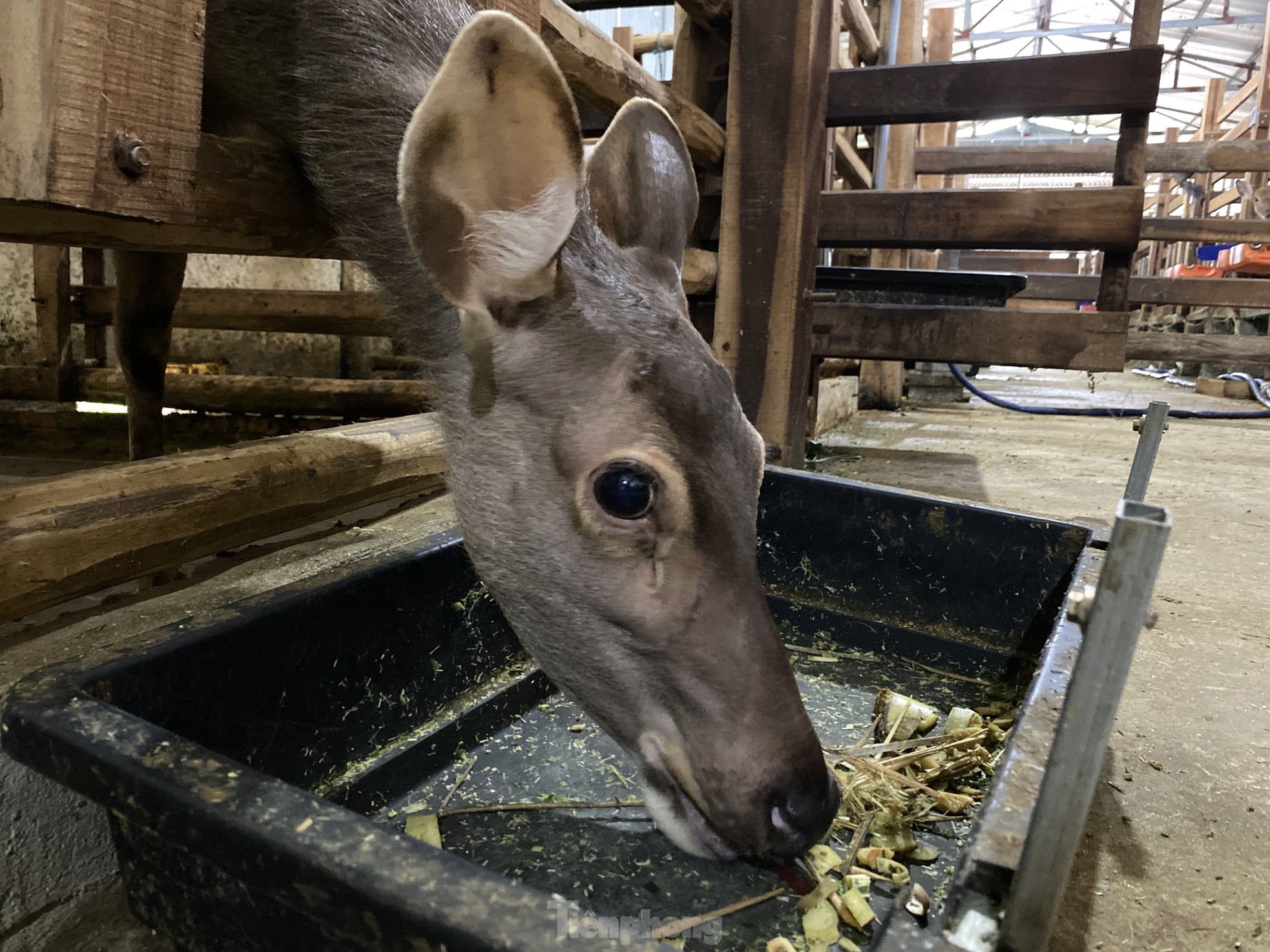 Thu tiền tỷ nhờ nghề nuôi con 'thần dược'- Ảnh 20.