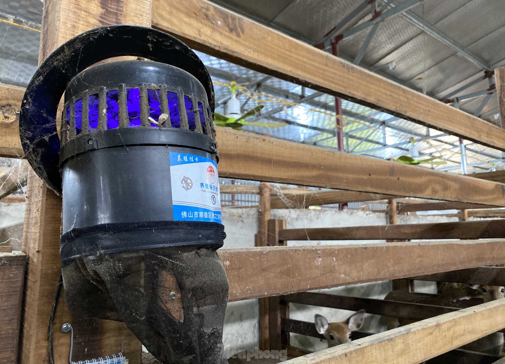 Thu tiền tỷ nhờ nghề nuôi con 'thần dược'- Ảnh 16.