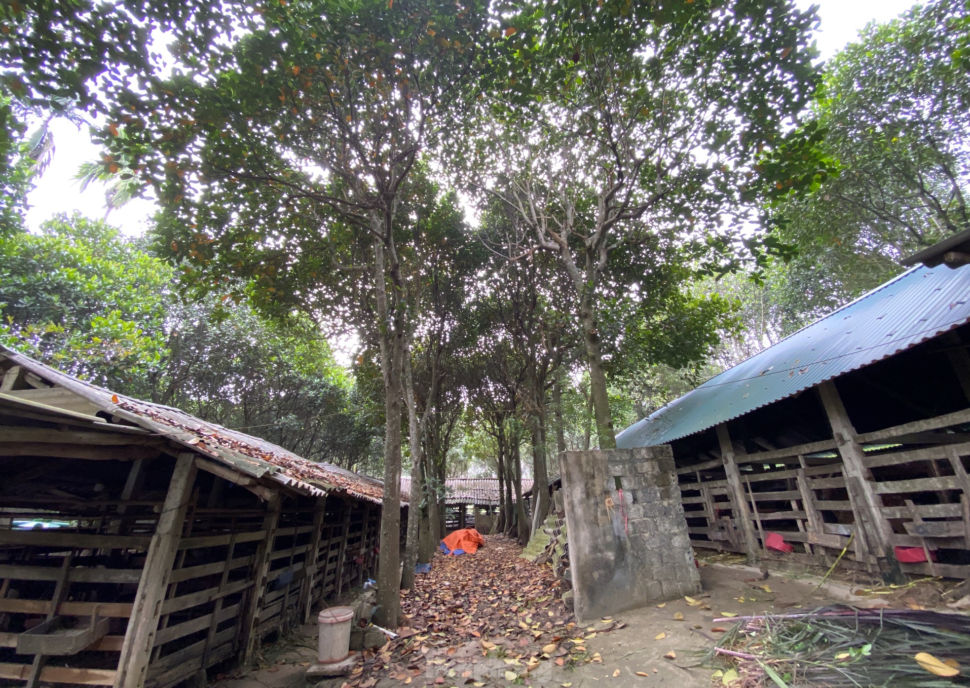 Thu tiền tỷ nhờ nghề nuôi con 'thần dược'- Ảnh 4.