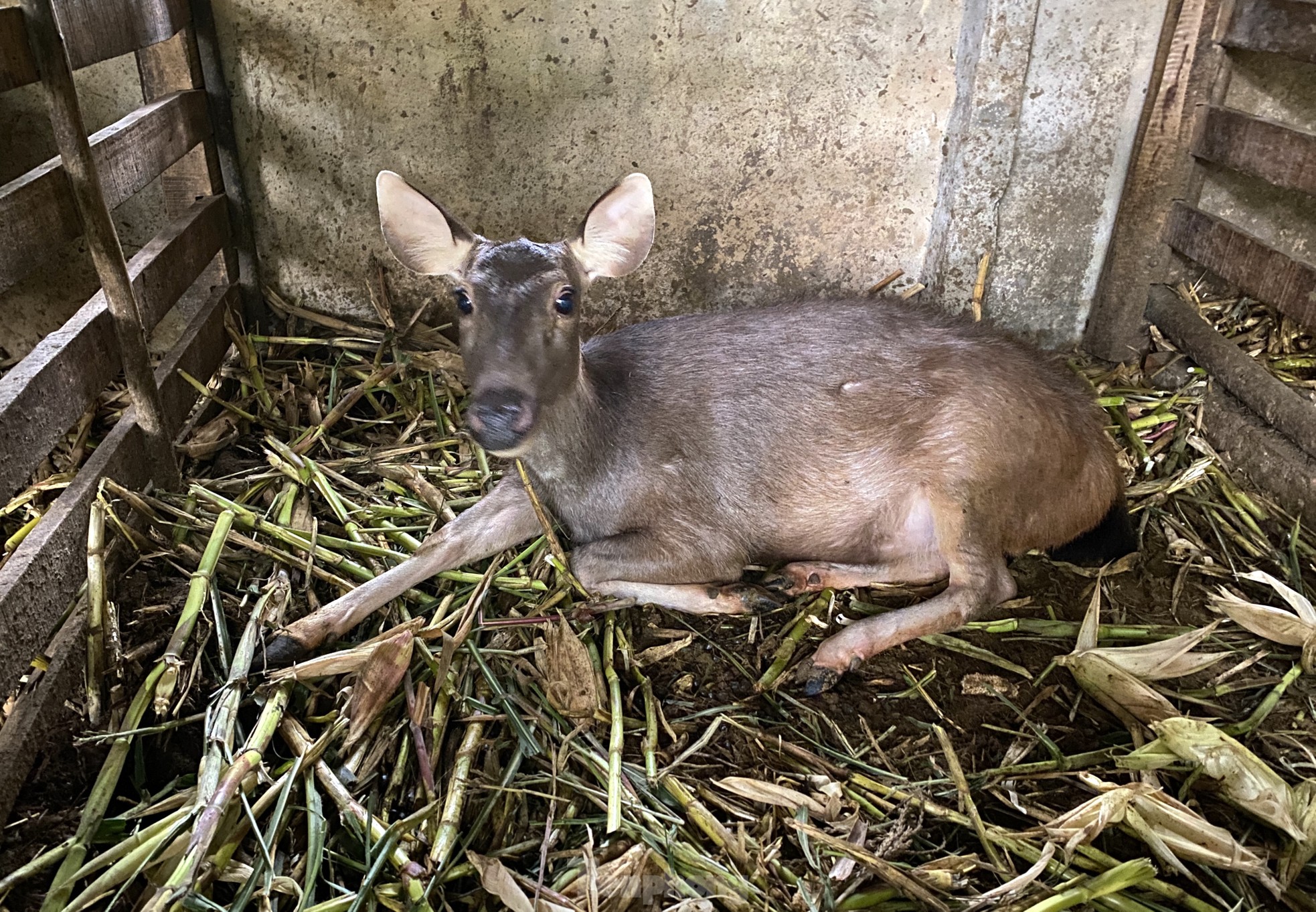 Thu tiền tỷ nhờ nghề nuôi con 'thần dược'- Ảnh 7.