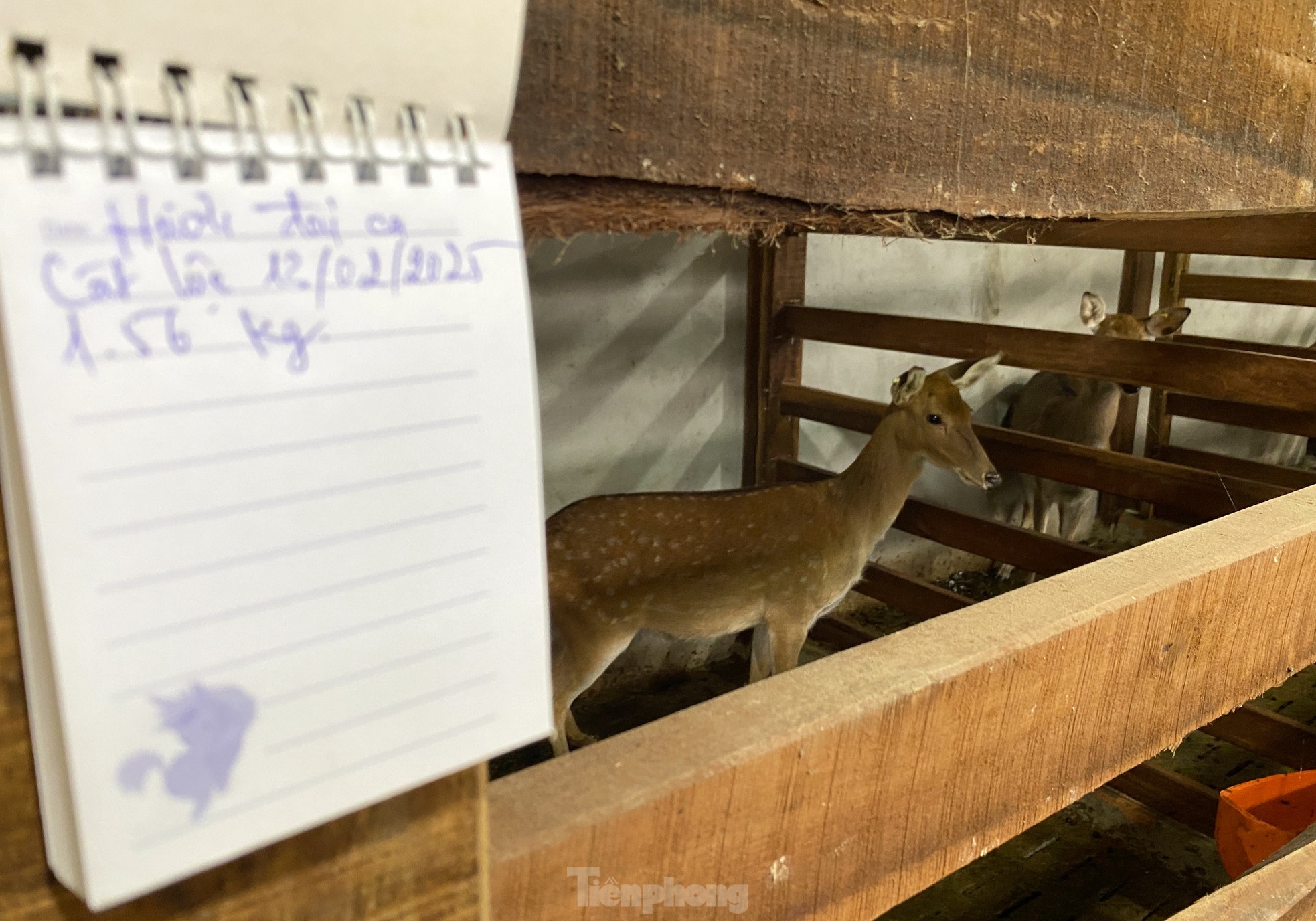 Thu tiền tỷ nhờ nghề nuôi con 'thần dược'- Ảnh 18.