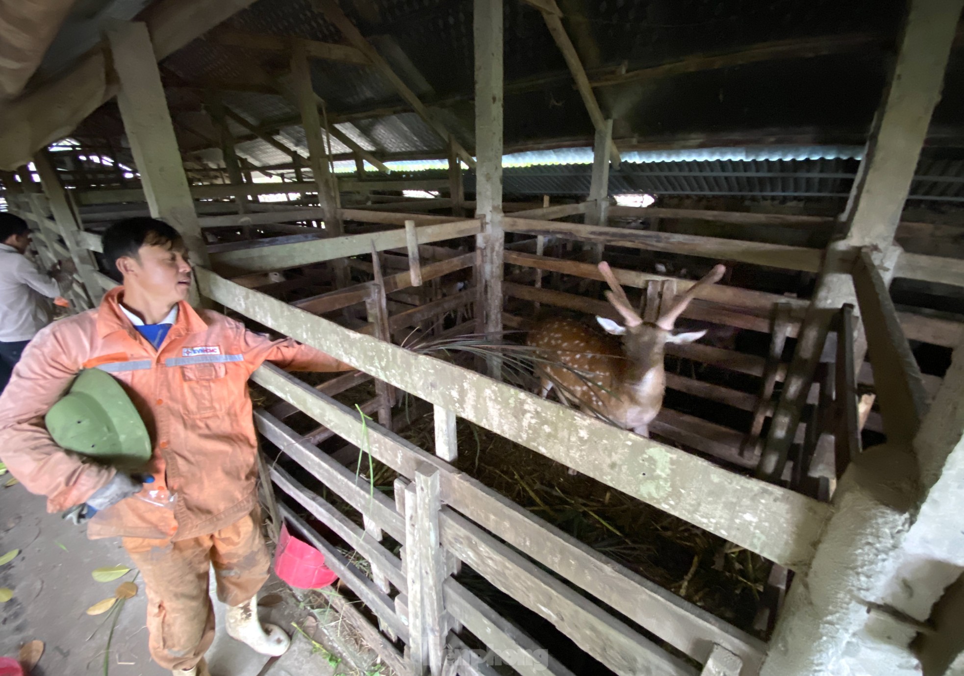 Thu tiền tỷ nhờ nghề nuôi con 'thần dược'- Ảnh 8.