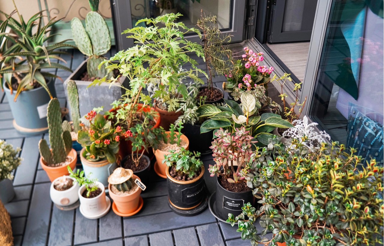 Sau khi cải tạo ban công 5m² thành khu vườn thư giãn, tôi hạnh phúc đến mức không muốn rời nhà đi đâu nữa!- Ảnh 11. Sau khi cải tạo ban công 5m² thành khu vườn thư giãn, tôi hạnh phúc đến mức không muốn rời nhà đi đâu nữa!- Ảnh 11.