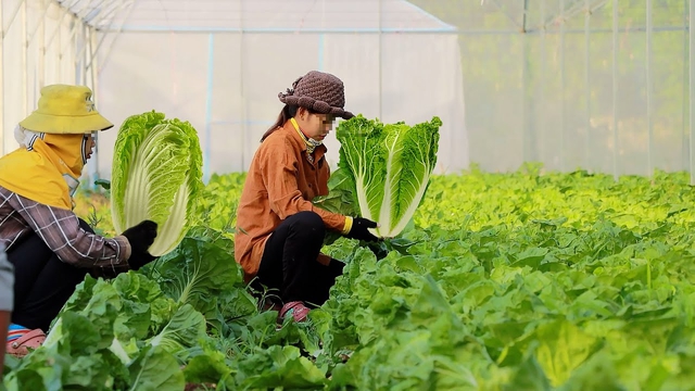 Mách bạn 7 loại rau củ khi trồng không cần dùng thuốc trừ sâu, ra chợ thấy phải mua ngay kẻo hết- Ảnh 3.