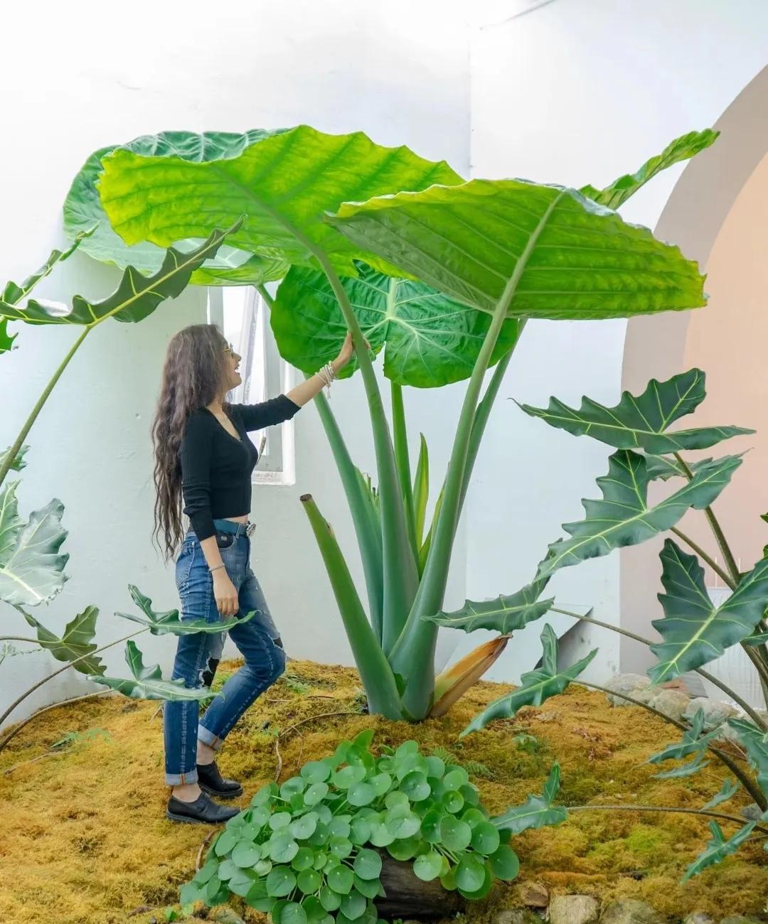 Phong thủy và tài lộc: Có nên trồng cây khoai môn tai voi trong nhà không?- Ảnh 15.