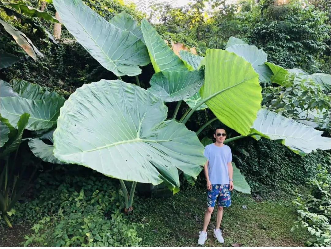 Phong thủy và tài lộc: Có nên trồng cây khoai môn tai voi trong nhà không?- Ảnh 11.