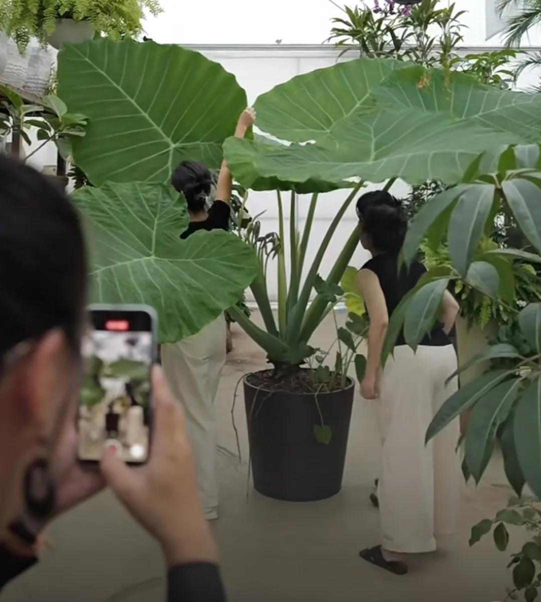 Phong thủy và tài lộc: Có nên trồng cây khoai môn tai voi trong nhà không?- Ảnh 14.