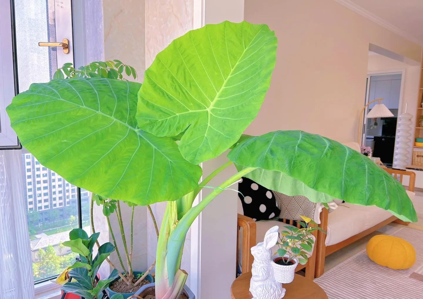 Phong thủy và tài lộc: Có nên trồng cây khoai môn tai voi trong nhà không?- Ảnh 22.