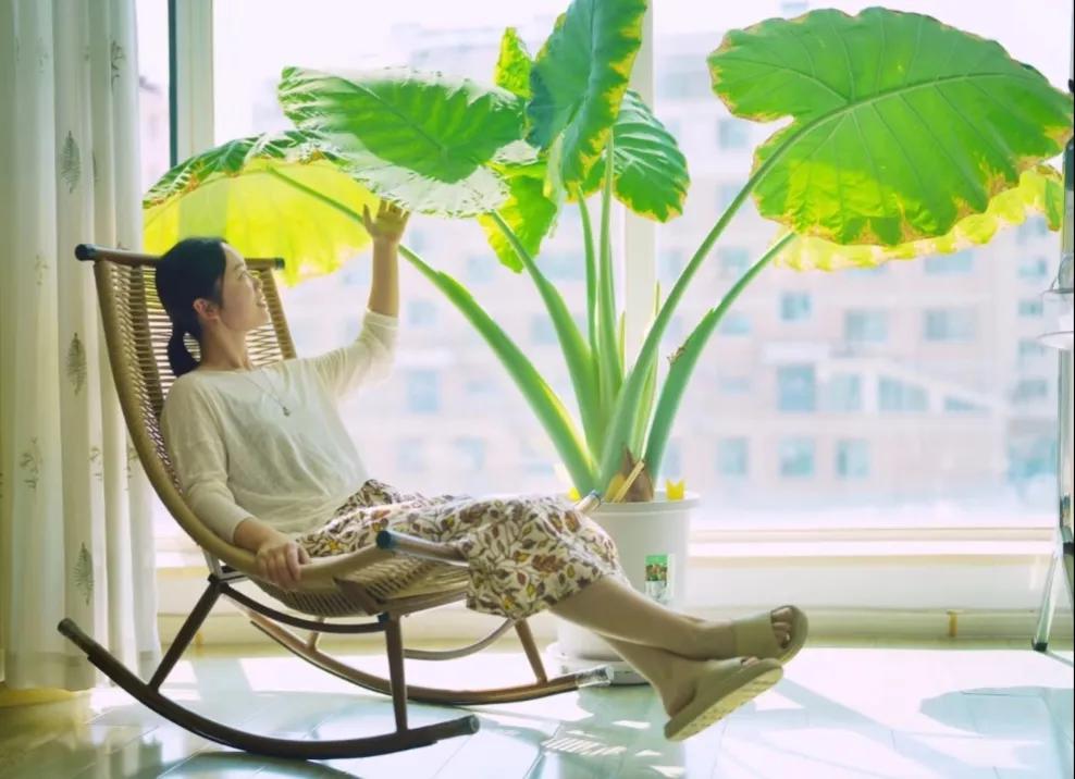 Phong thủy và tài lộc: Có nên trồng cây khoai môn tai voi trong nhà không?- Ảnh 13.