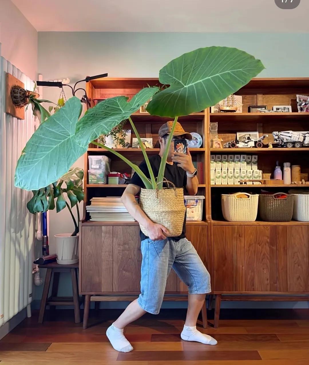 Phong thủy và tài lộc: Có nên trồng cây khoai môn tai voi trong nhà không?- Ảnh 12.